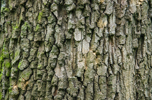 Tree bark background texture