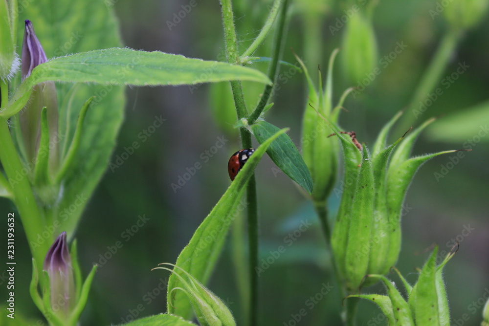 Ladybug crawling on the leaf of a flower, hiding behind it. Ladybug crawling on the leaf of a flower, hiding behind it.