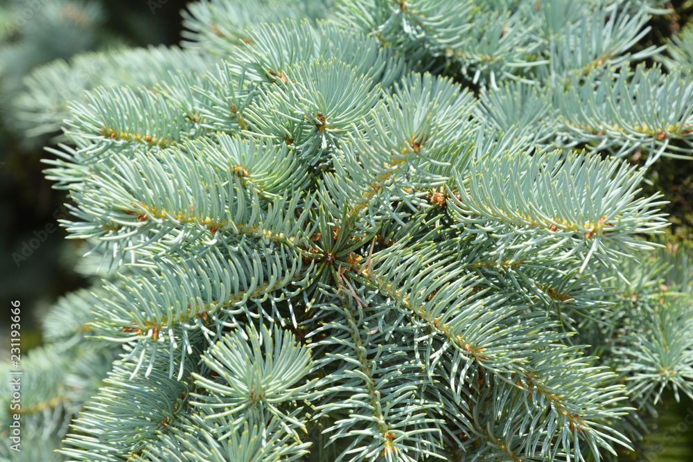 Beautiful blue spruce tree brach. Close up. Beautiful blue spruce tree brach. Close up.