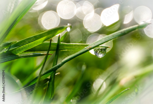 Morning dew on fresh green grass mirroring in a drop on the tip of a grass leaf