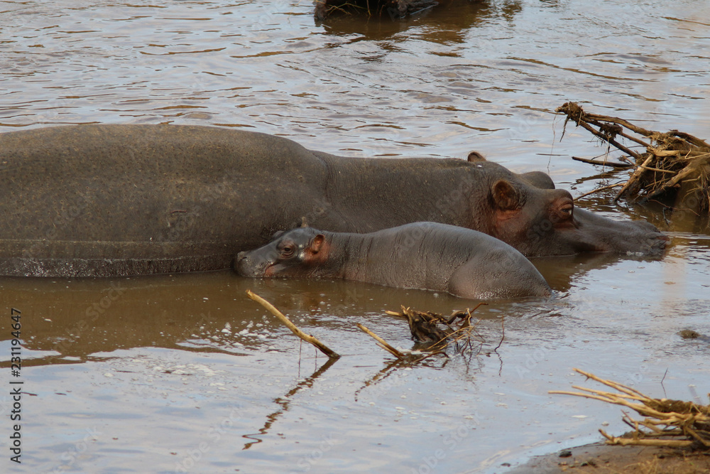 Fototapeta premium Baby Hippo Masai Mara