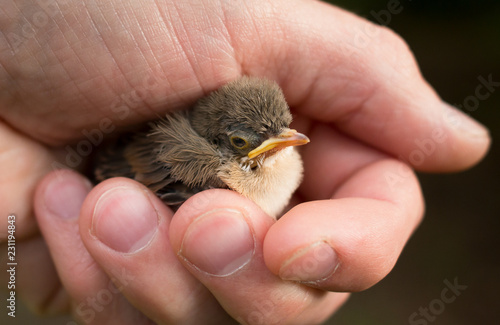 Принти на полотні Young Bird sitting inside humans hand