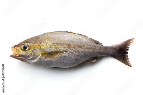 Canvas Print Isaki fish also known as Threeline grunt (Parapristipoma trilineatum) used as sashimi fish for sushi