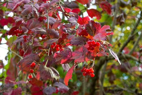 Viorne en automne photo