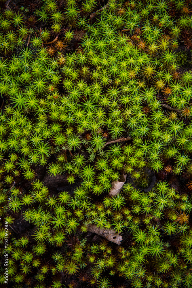 eat moss and ground cover vegetation eat moss and ground cover vegetation