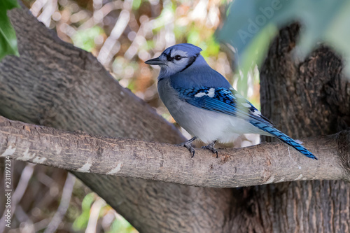 Bleu Jay resting for a moment