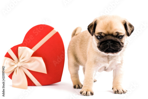 Puppy pug looking in camera. Puppy pug isolated on a white background with a red gift box. Present and a puppy. Valentines day. © Yulia