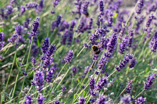 bunch of lavender with Bee © Damian