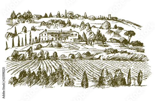 Wide view of vineyard. Vineyard landscape panorama. Hand drawn illustration.