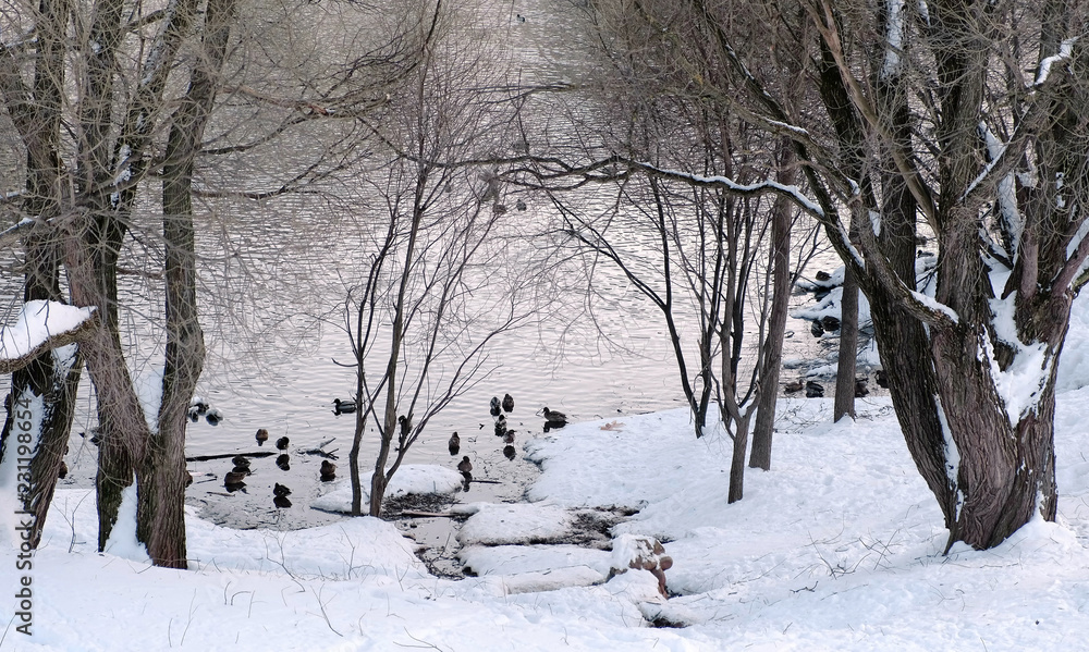 View of the pond with ducks through the trees in the winter city park. View of the pond with ducks through the trees in the winter city park.