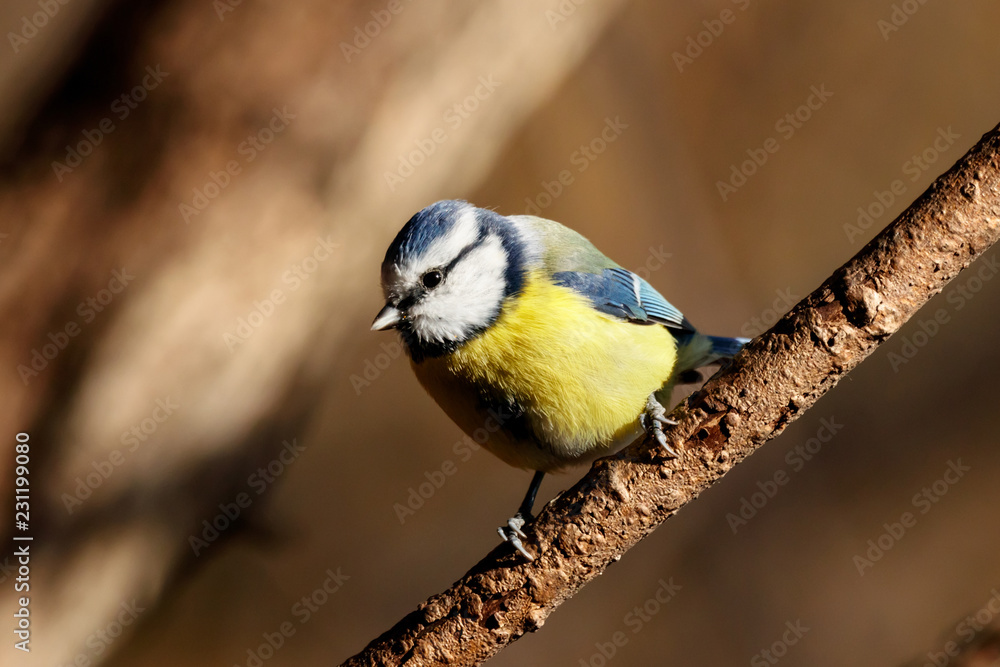 Obraz premium Eurasian blue tit sitting on branch of tree. Cute colorful bright songbird. Bird in wildlife.