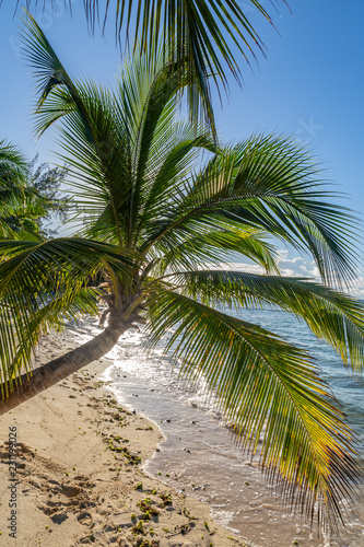 Palm trees and a sandy beach on the island of Barbados  in the Caribbean