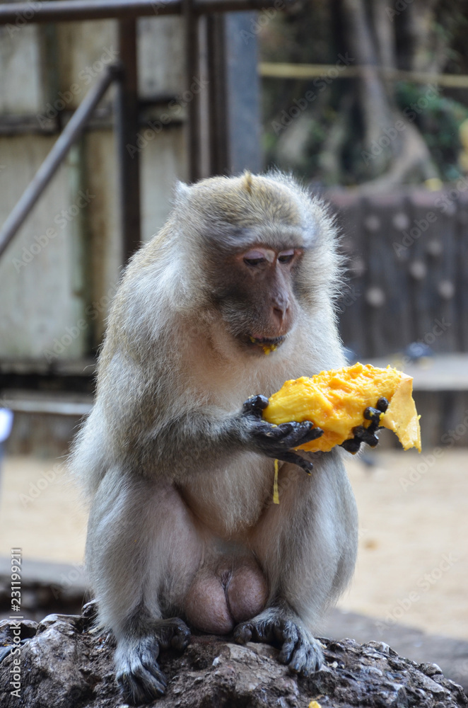 Naklejka premium a monkey