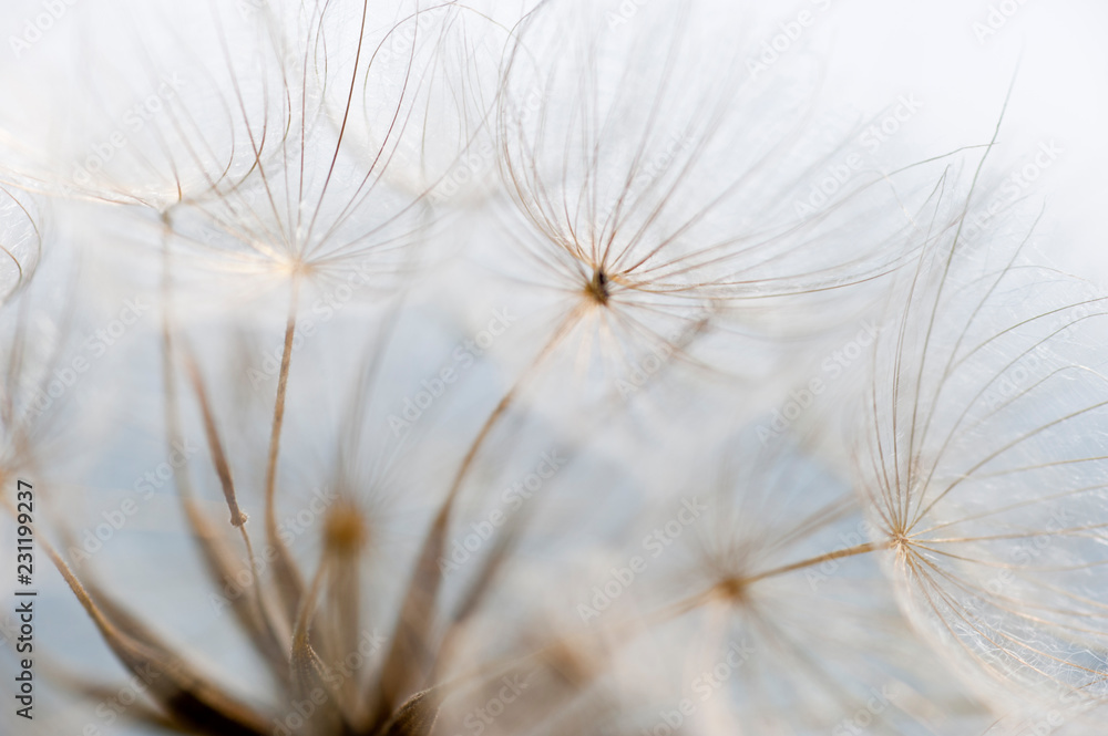 Nahaufnahme einer Pusteblume Foto, Poster, Wandbilder bei EuroPosters