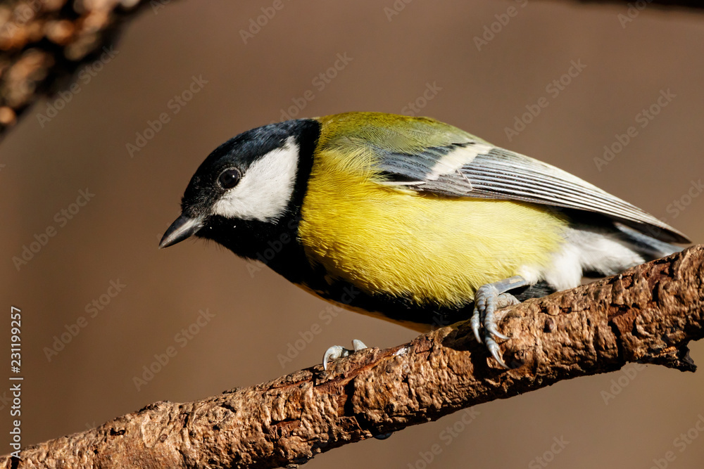 Obraz premium Great tit sitting on branch of tree portrait. Cute bright common park songbird. Bird in wildlife.