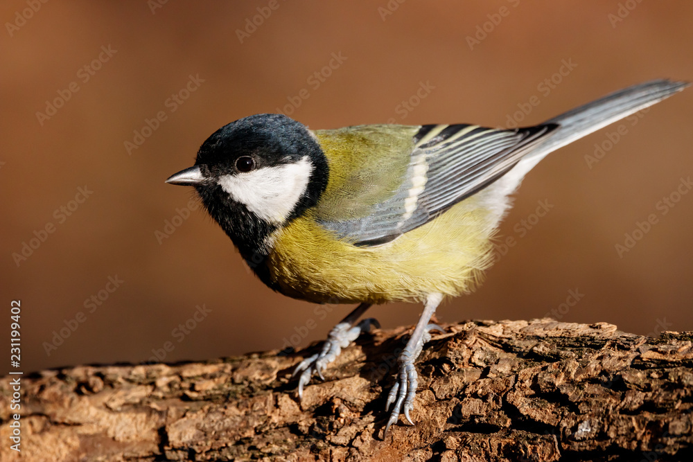 Obraz premium Great tit sitting on branch of tree portrait. Cute bright common park songbird. Bird in wildlife.