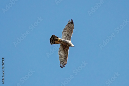 Northern goshawk flying in sky. Strong powerful beautiful bird of prey in wildlife.