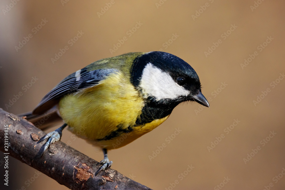 Great tit sitting on branch of tree portrait. Cute bright common park songbird. Bird in wildlife. Great tit sitting on branch of tree portrait. Cute bright common park songbird. Bird in wildlife.