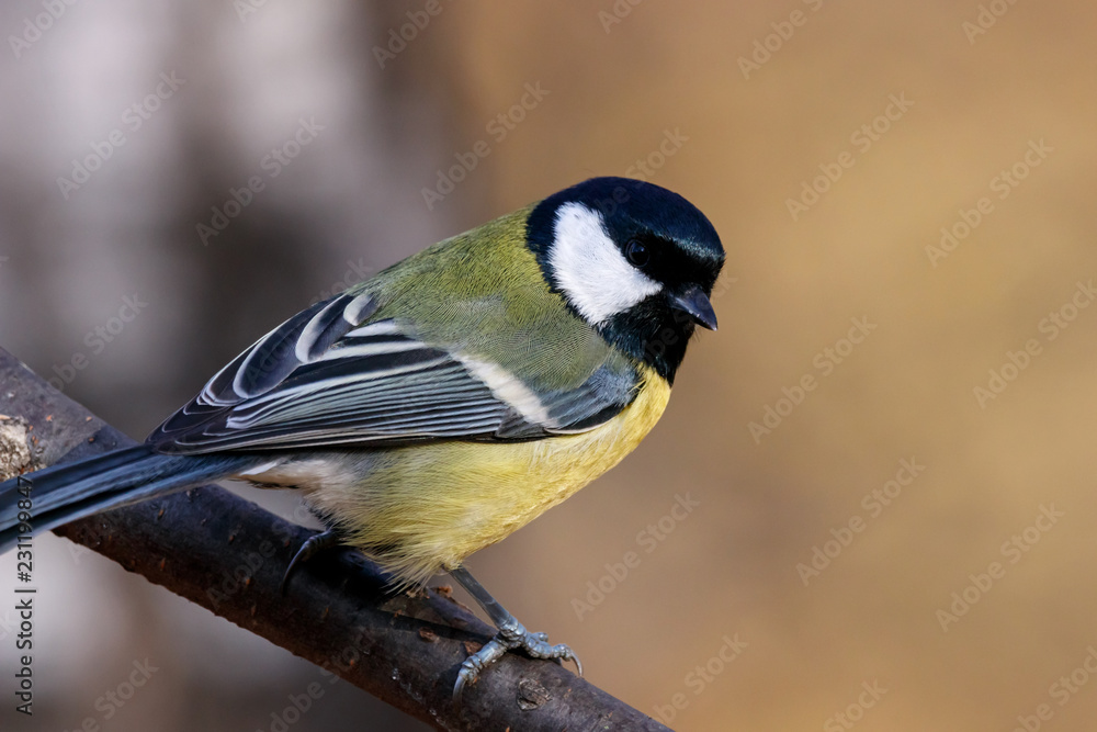 Great tit sitting on branch of tree portrait. Cute bright common park songbird. Bird in wildlife. Great tit sitting on branch of tree portrait. Cute bright common park songbird. Bird in wildlife.
