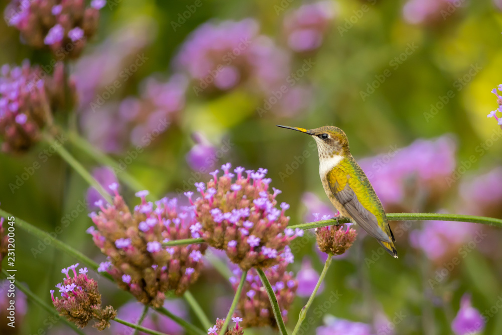Naklejka premium Ruby-throated Hummingbird taken in southern MN