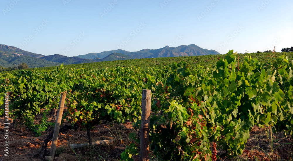 Corsica vineyards in Linguizzetta plain