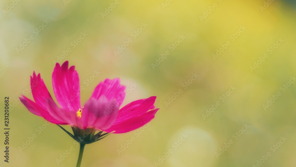 Pink cosmos flower from cosmos field in Lopburi, Thailand.