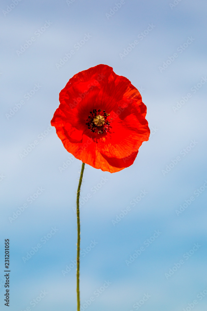 Obraz premium A Poppy