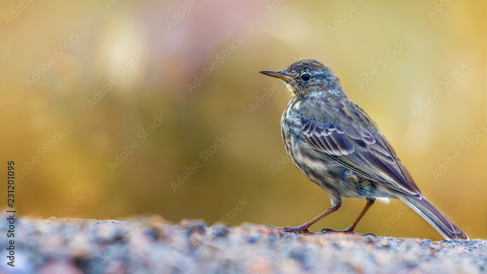 Wild bird perched on a wall, isolated against a bokeh background Wild bird perched on a wall, isolated against a bokeh background