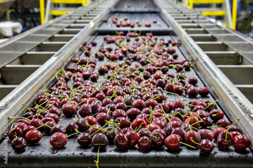 Red ripe cherries on a wet conveyor belt in a packing warehouse photo