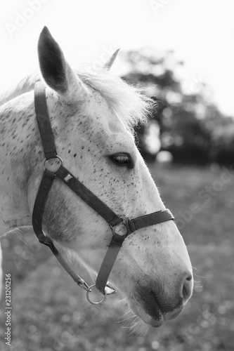 Fototapeta Naklejka Na Ścianę i Meble -  Head of a light-colored horse with fine spots with a belt headband