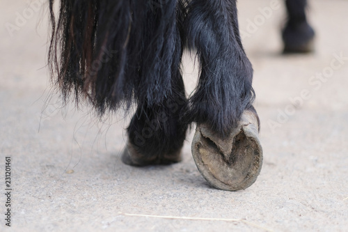 Fototapeta Naklejka Na Ścianę i Meble -  Hairy legs thoroughbred horse with a clean, ready for horseshoes hooves