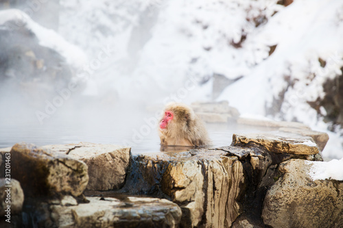 Canvas Print animals, nature and wildlife concept - japanese macaque or snow monkey in hot sp