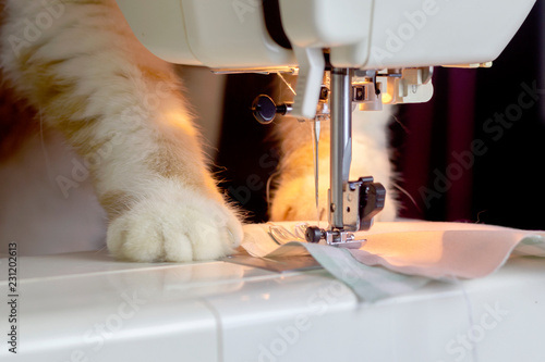 Close up ginger cat sewing fabric with sewing machine
