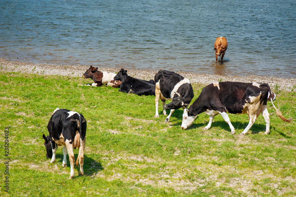 Lifestyle concept beautiful river valley landscape on background Panoramic photo of flock of cows on the river in the sunny day. Lifestyle concept beautiful river valley landscape on background Panoramic photo of flock of cows on the river in the sunny day.