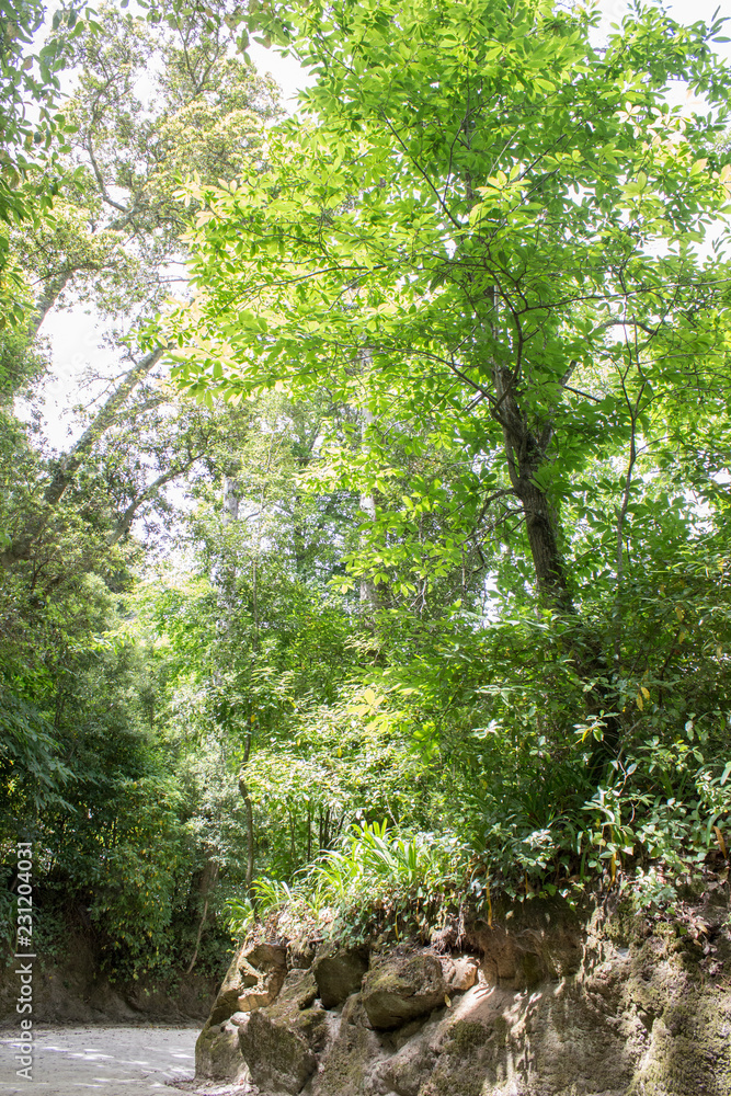 Fototapeta premium Garden in Quinta da Regaleira, Sintra, Portugal