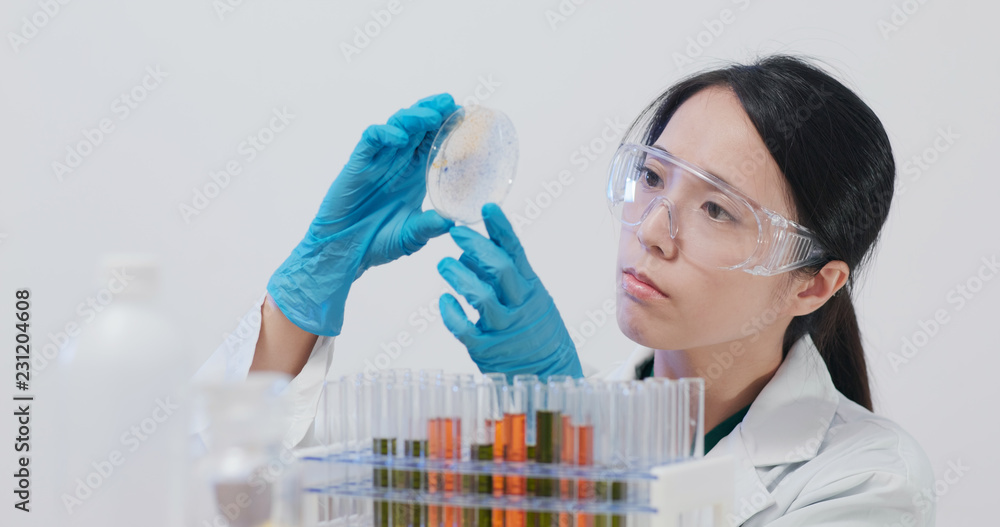 Scientist doing experiment and look at the petri dish Scientist doing experiment and look at the petri dish