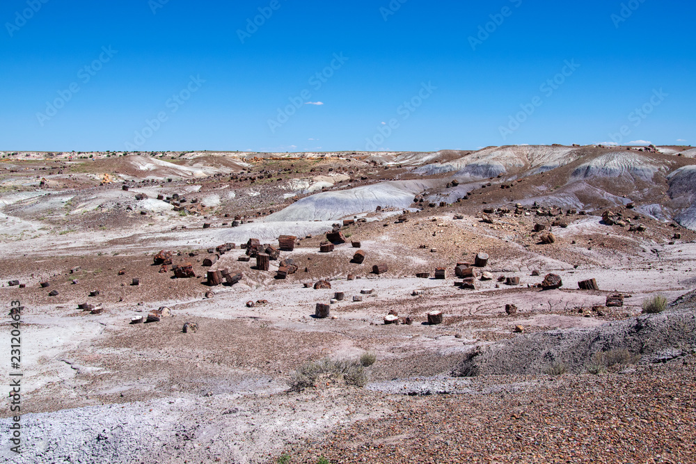 Petrified Forest NP 5