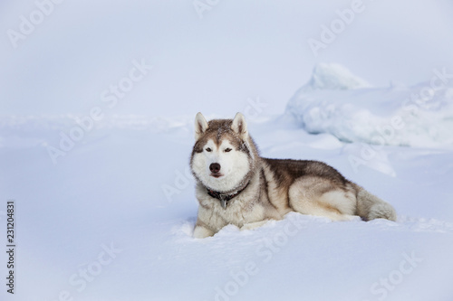 Gorgeous husky dog is lying on the snow and relaxing after sledding. Portrait of Siberian husky on the snow on the frozen Okhotsk sea and forest background on Sakhalin Island.