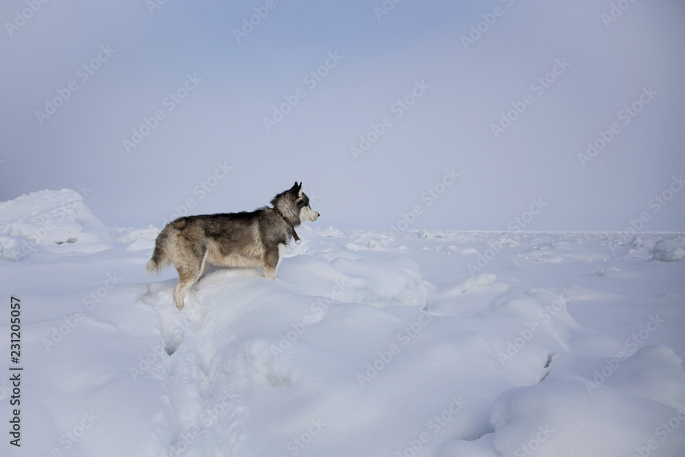Naklejka premium Attentive husky dog is observing the endless frozen sea. Profile Portrait of Standing Siberian husky on ice floe.