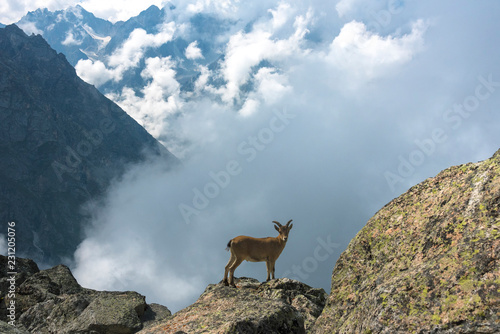 wild goat standing on the crest of the mountain