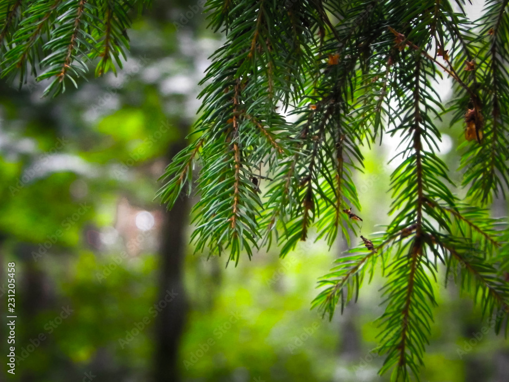 Close up of spruce branch. Close up of spruce branch.