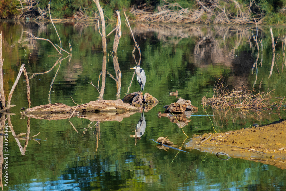 Grey heron (Ardea cinerea) beautifully reflected in Athalassa Lake in Cyprus on a beautiful sunny morning Grey heron (Ardea cinerea) beautifully reflected in Athalassa Lake in Cyprus on a beautiful sunny morning
