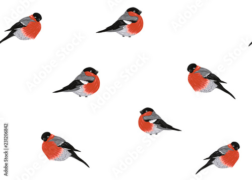 Seamless pattern with bullfinch Vector illustration.