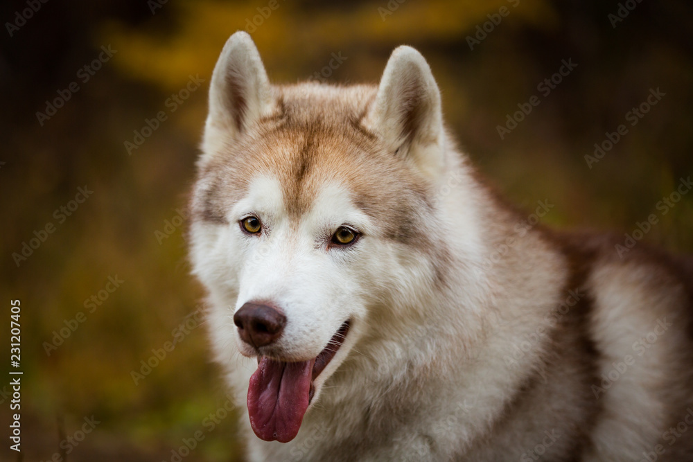 Close-up Portrait of pretty Siberian Husky dog lying in the bright autumn forest