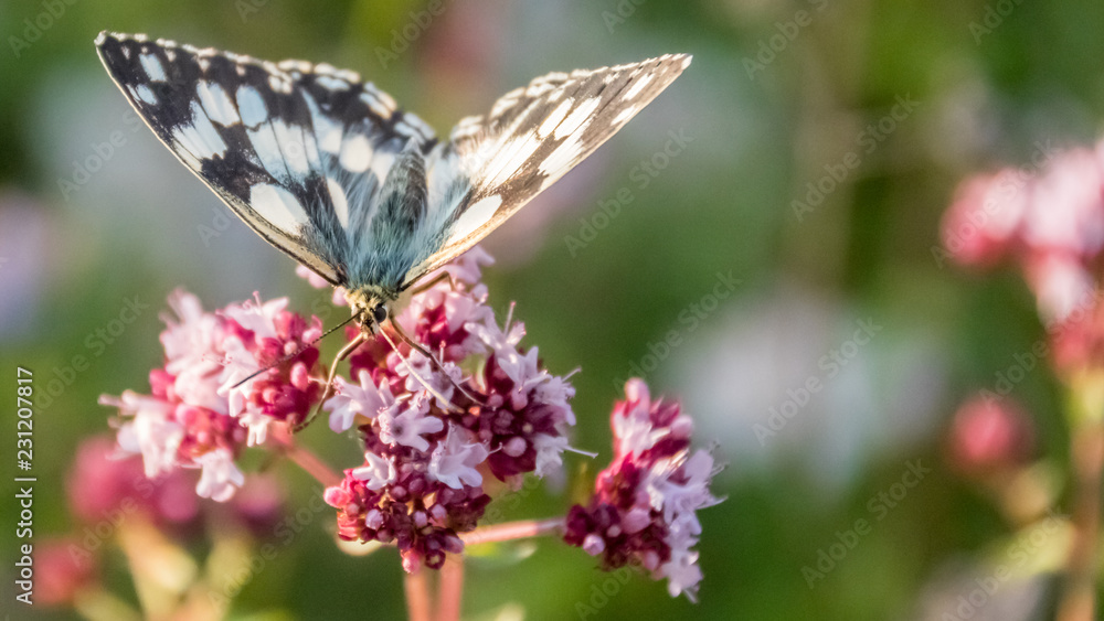 Butterfly of the marbled white macro on flower Butterfly of the marbled white macro on flower