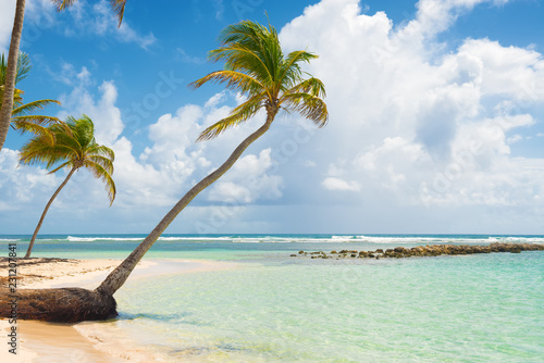 Canvas Print Blue sky,coconuts trees,  turquoise water and golden sand, Caravelle beach, Saint Anne, Guadeloupe, French West Indies
