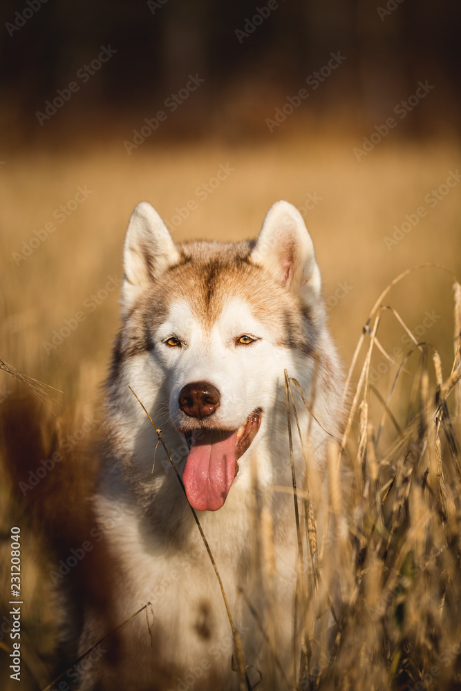 Close-up Portrait of beautiful beige dog breed siberian husky with tonque hanging out sitting in the rye field