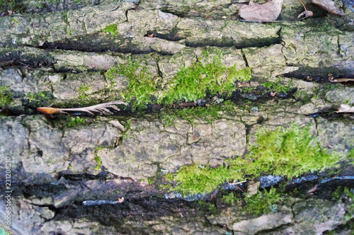  Tree bark with green moss © Елизавета Миронец