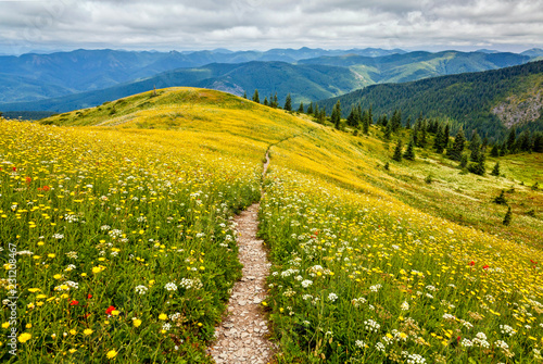 An idyllic scene of yellow, white, and red wildflowers and mountains that go on forever