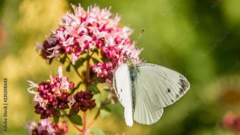 Cabbage white butterfly macro on flower Cabbage white butterfly macro on flower